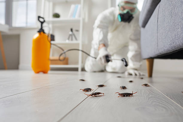 Post-Treatment Bed Bug Interceptor Monitoring in Sterling